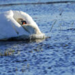 Cygne tuberculé